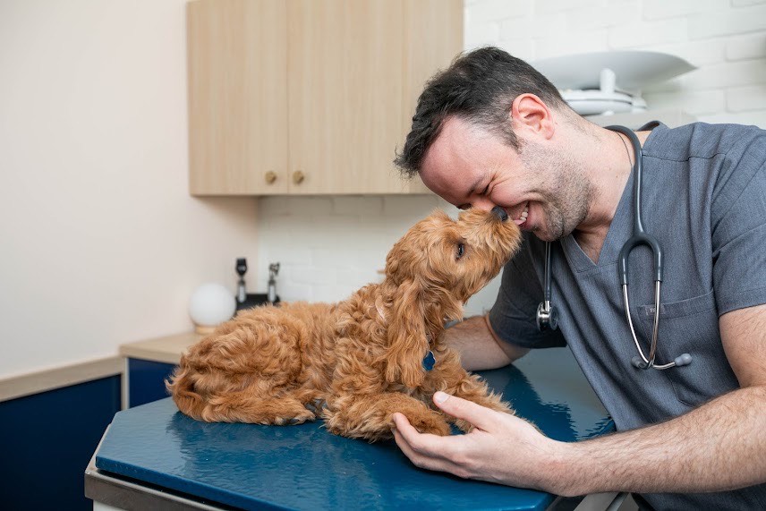 Simple adoption process for teacup puppies