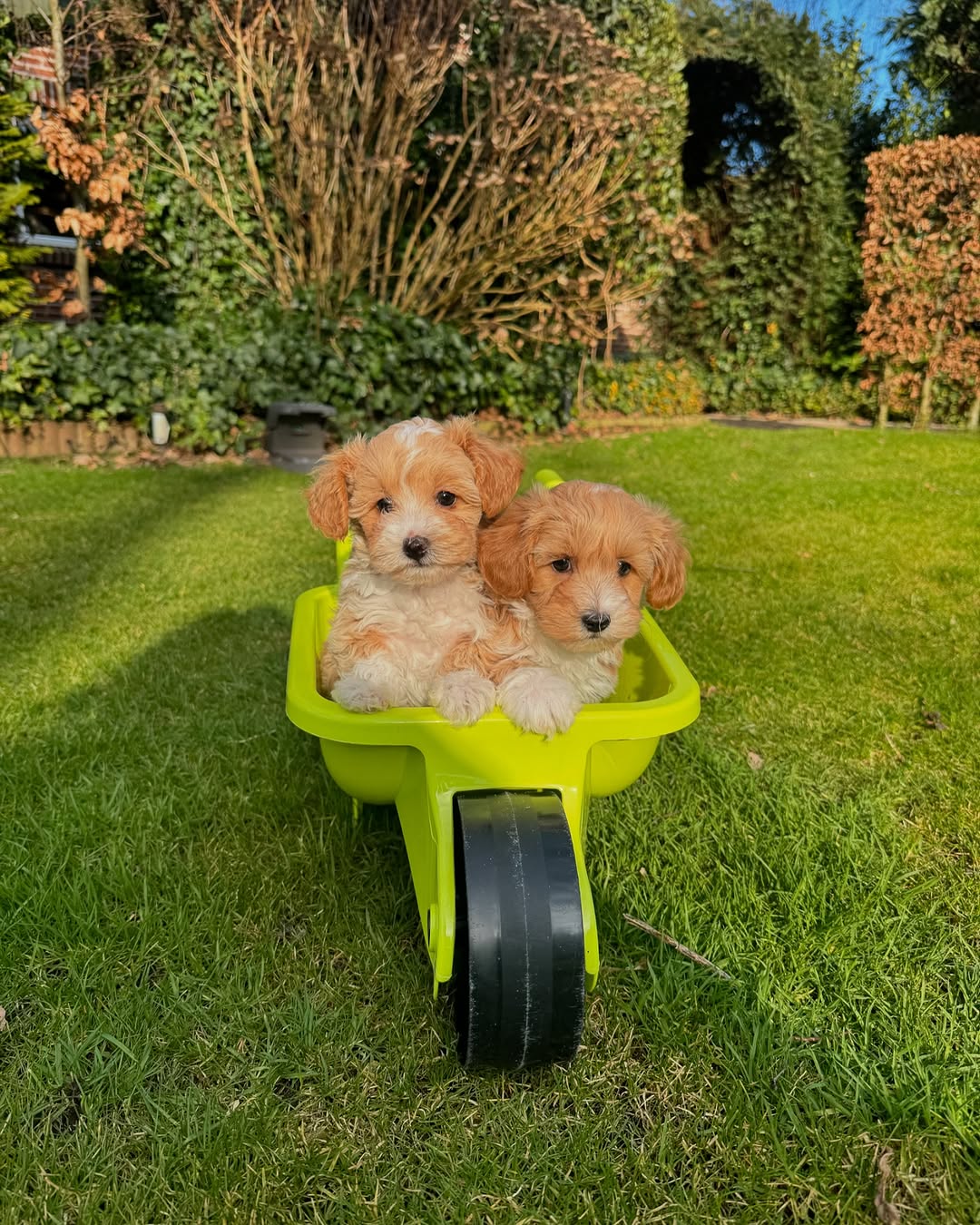 Teacup Maltipoo puppy