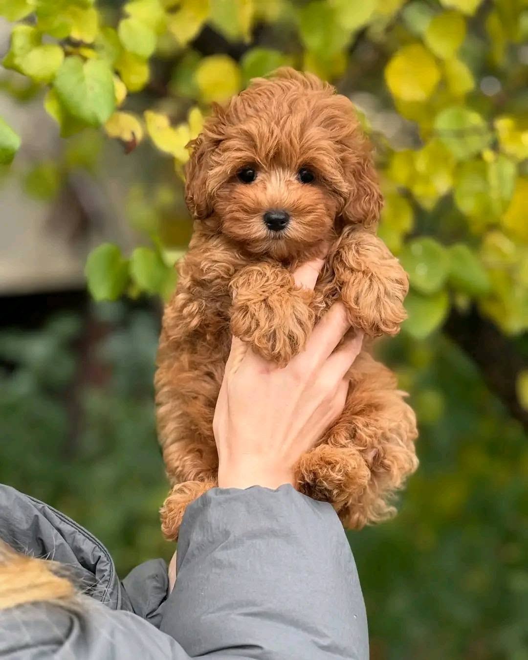 Teacup Poodle puppy
