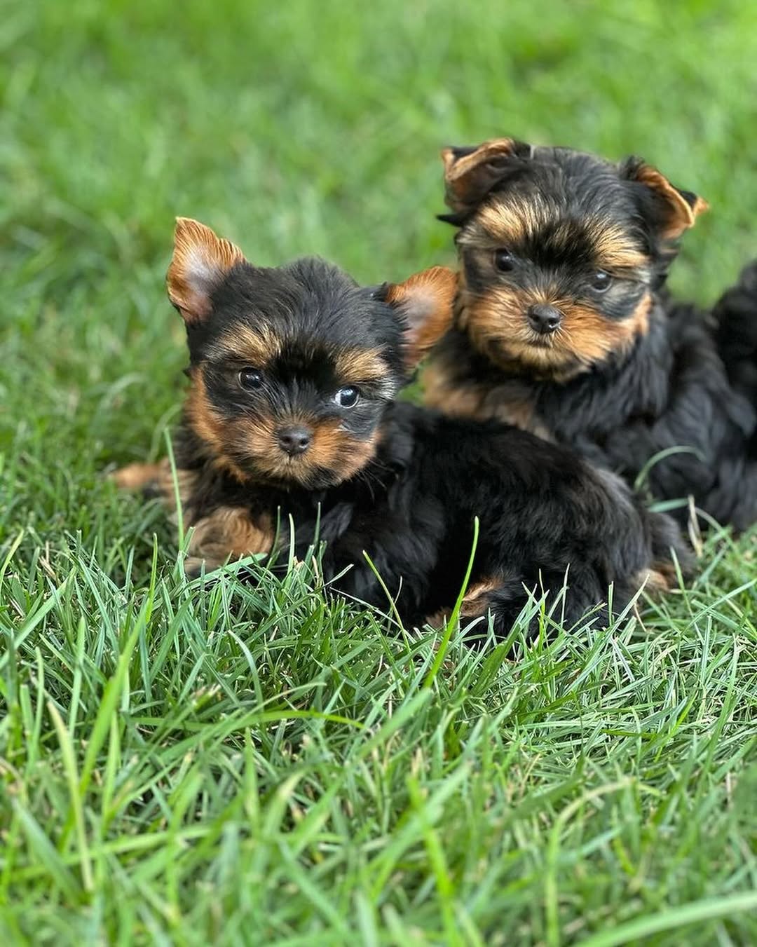 Teacup Yorkshire Terrier puppy