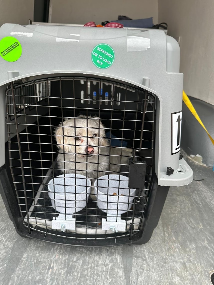 Safe puppy delivery and pickup options
