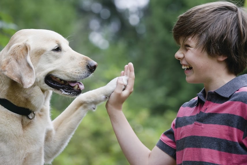 Puppy scam prevention and safety tips