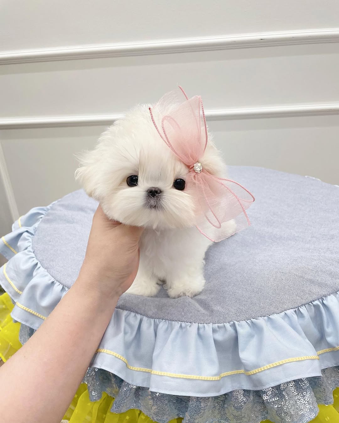 Angel - Female Teacup Maltese Puppy for Sale