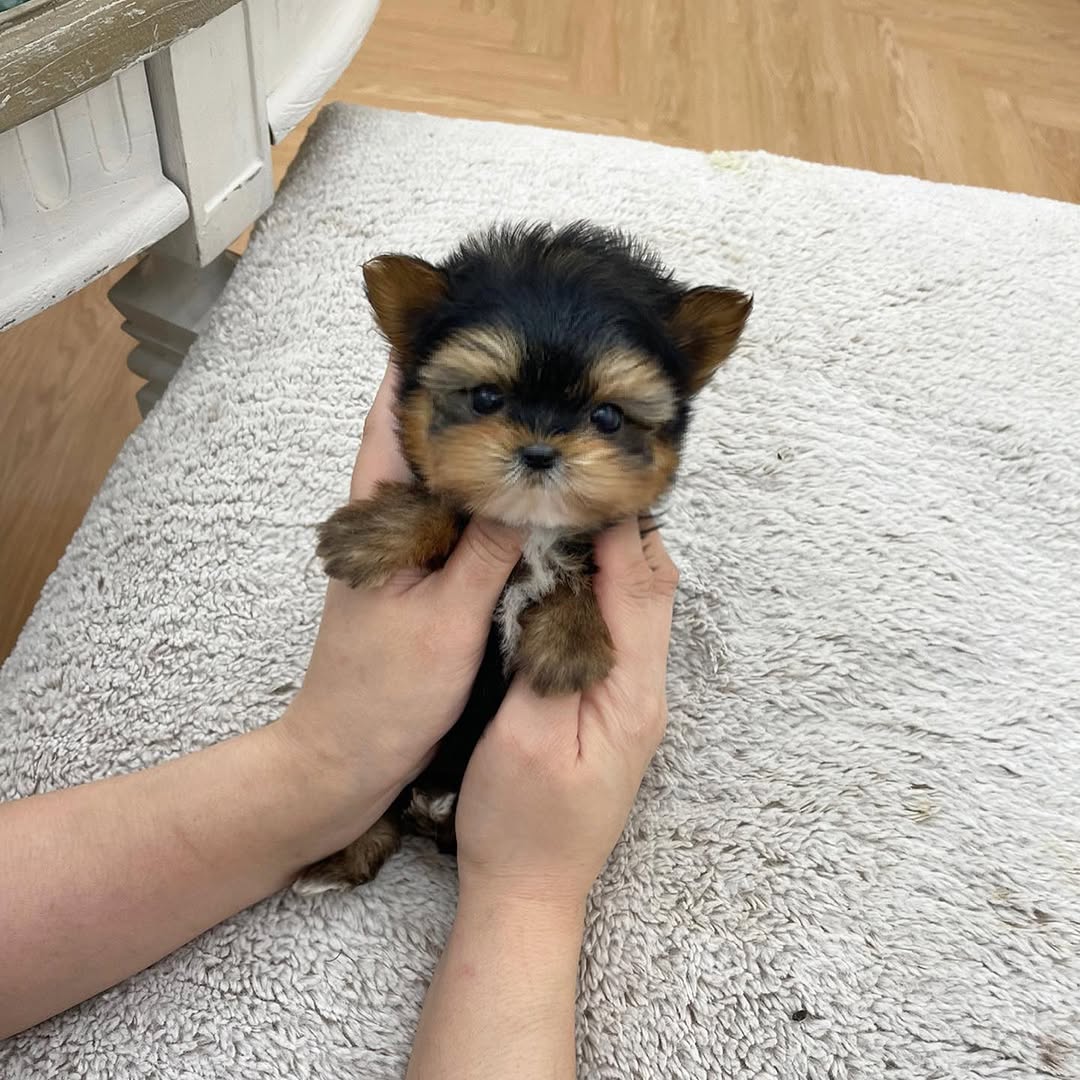 Bentley Yorkie puppy photo 2