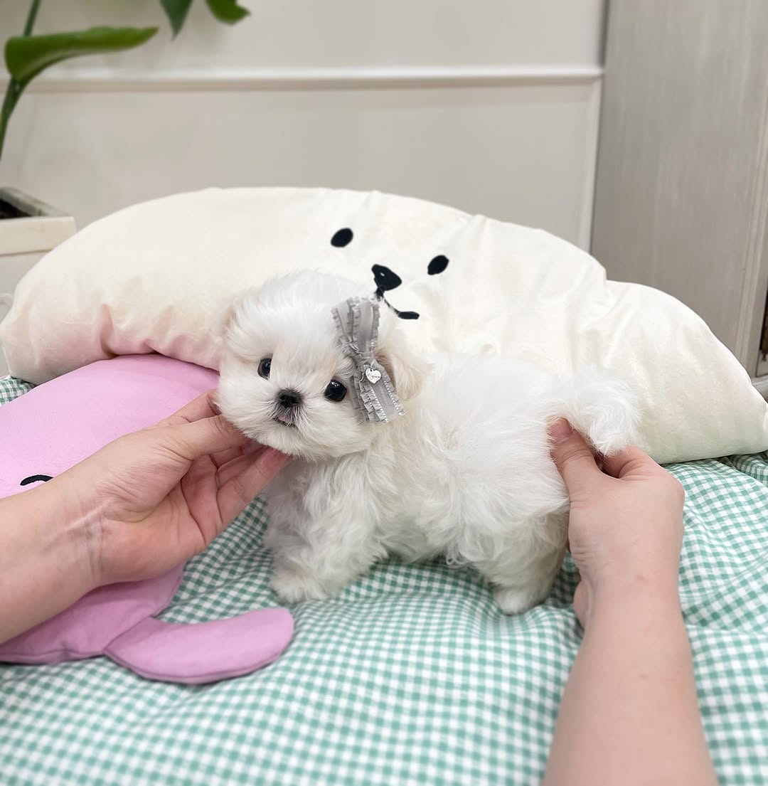 Casper Maltese puppy photo 2