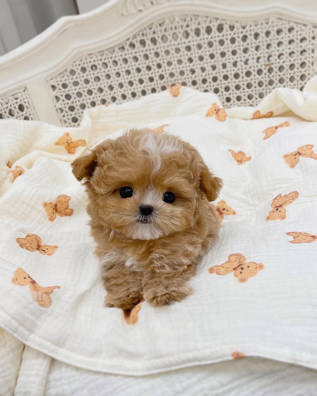Charlie - Male Teacup Maltipoo Puppy for Sale