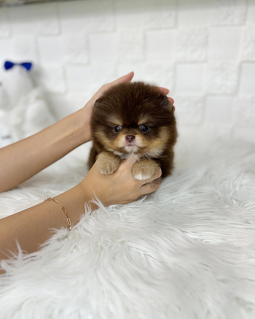 Cinnamon - Female Fluffy Teacup Pomeranian Puppy