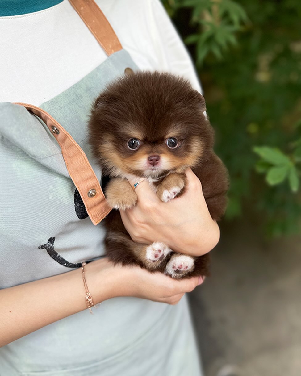 Cinnamon Pomeranian puppy photo 2