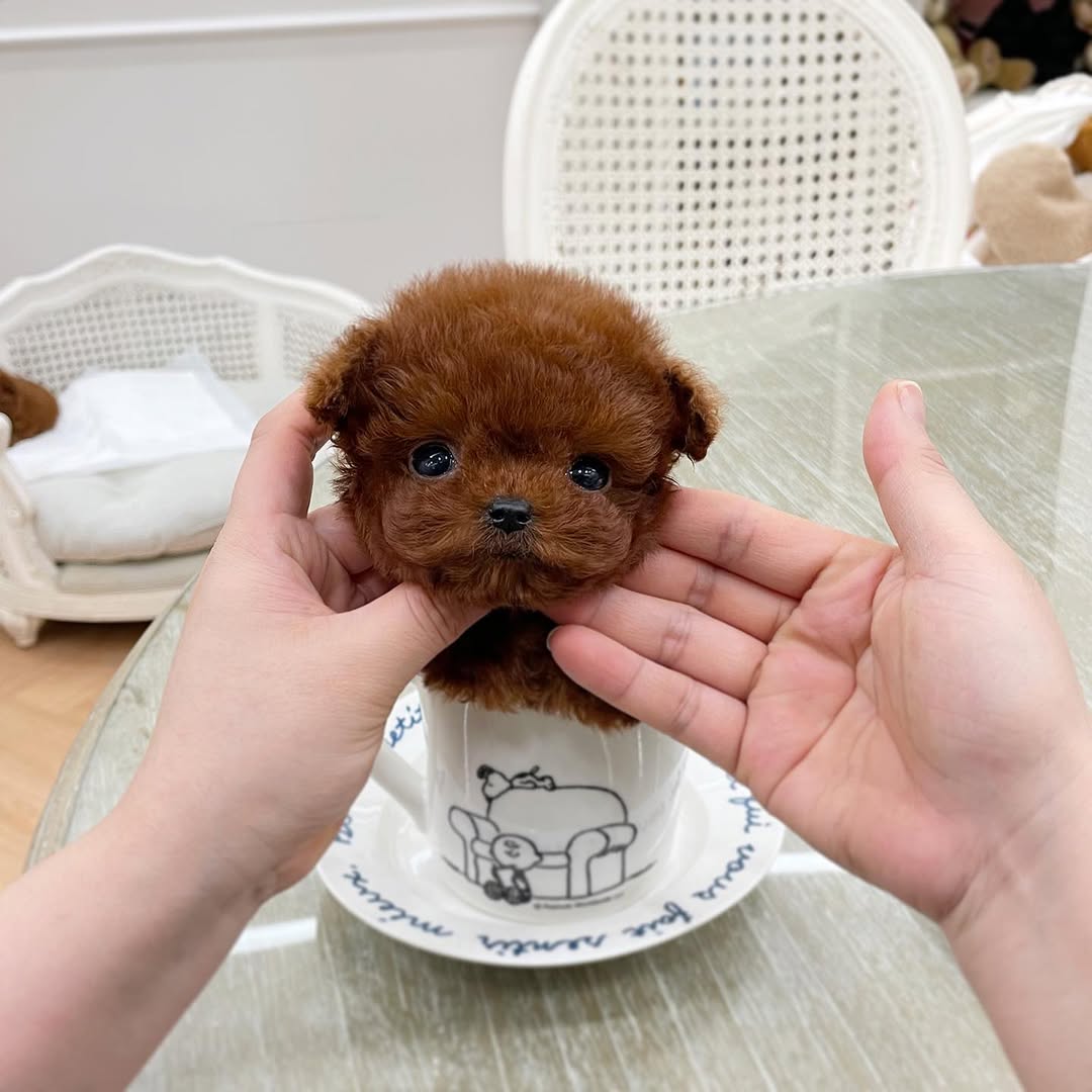 Coco - Female Teacup Poodle Puppy for Sale