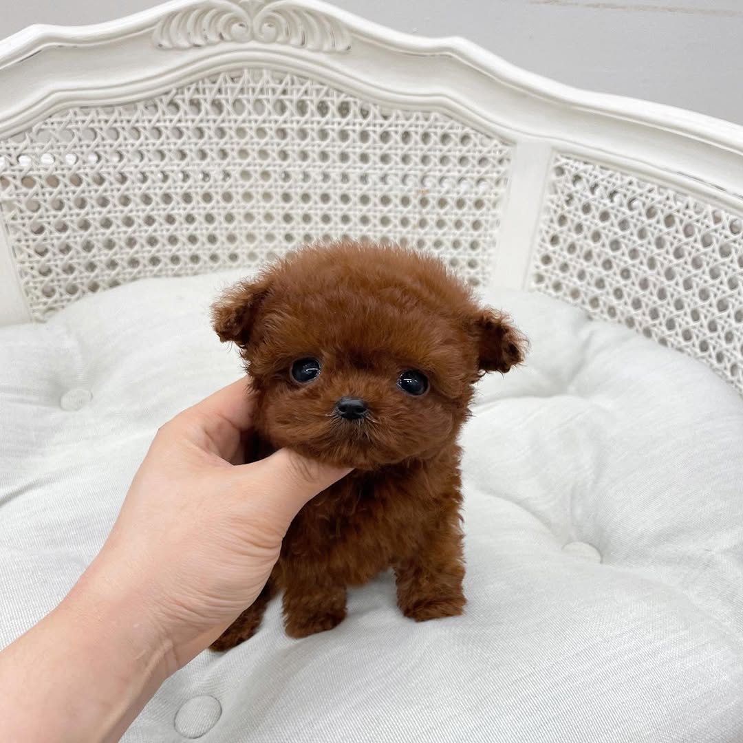 Coco Poodle puppy photo 2