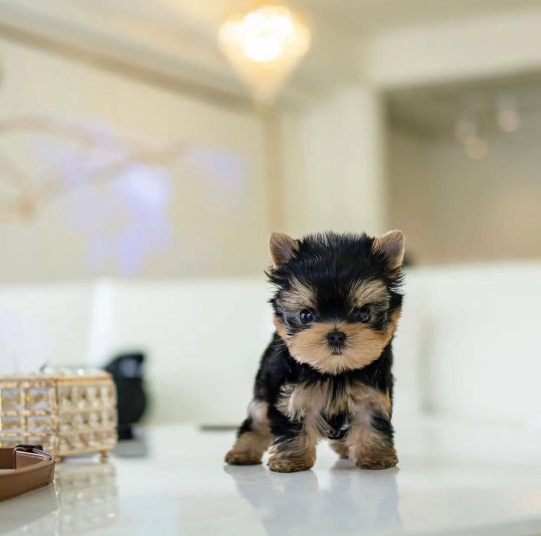 Cooper - Male Teacup Yorkie Puppy for Sale