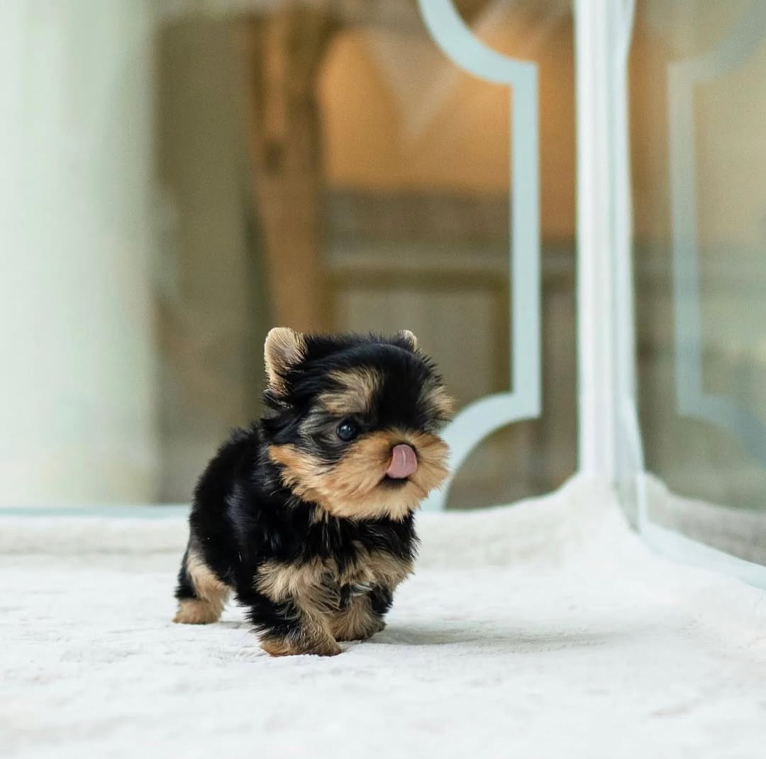 Cooper Yorkie puppy photo 2