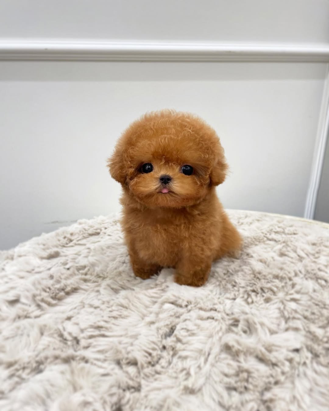 Daisy Poodle puppy photo 2