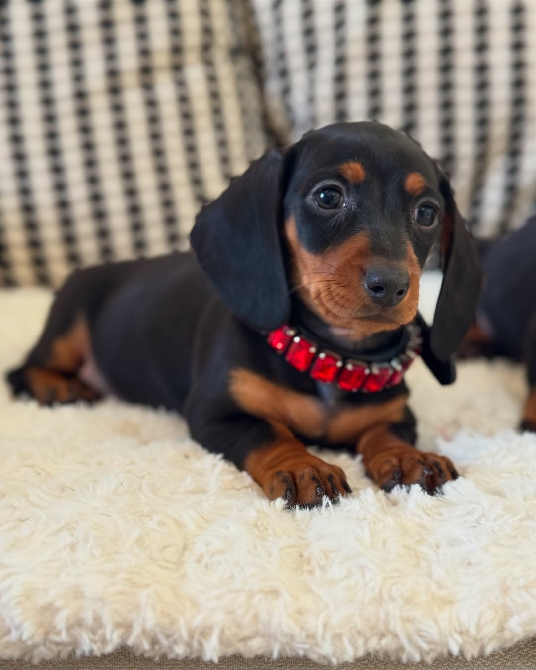 Daphne Dachshund puppy photo 2