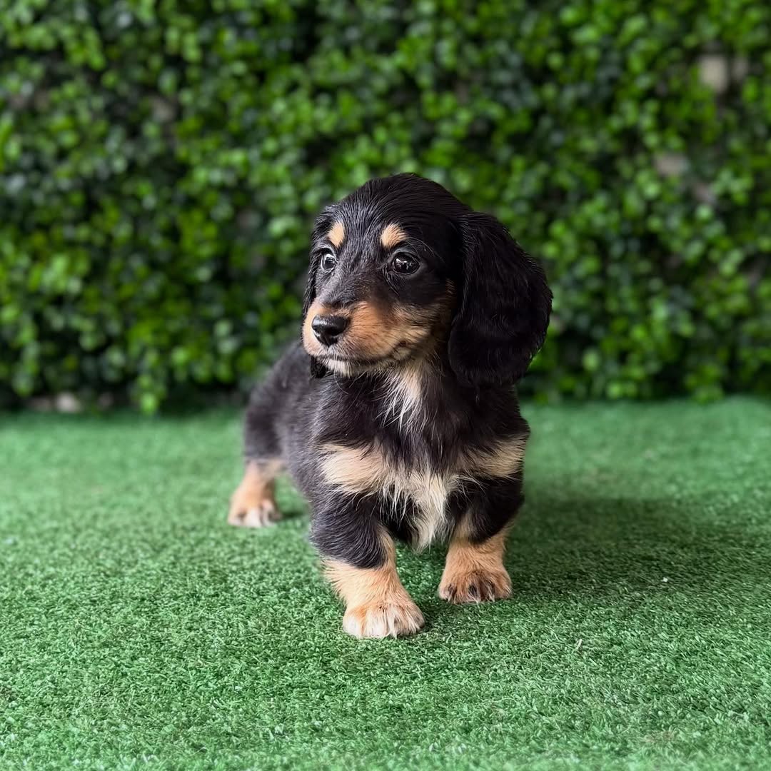 Frankie - Male Teacup Dachshund Puppy for Sale