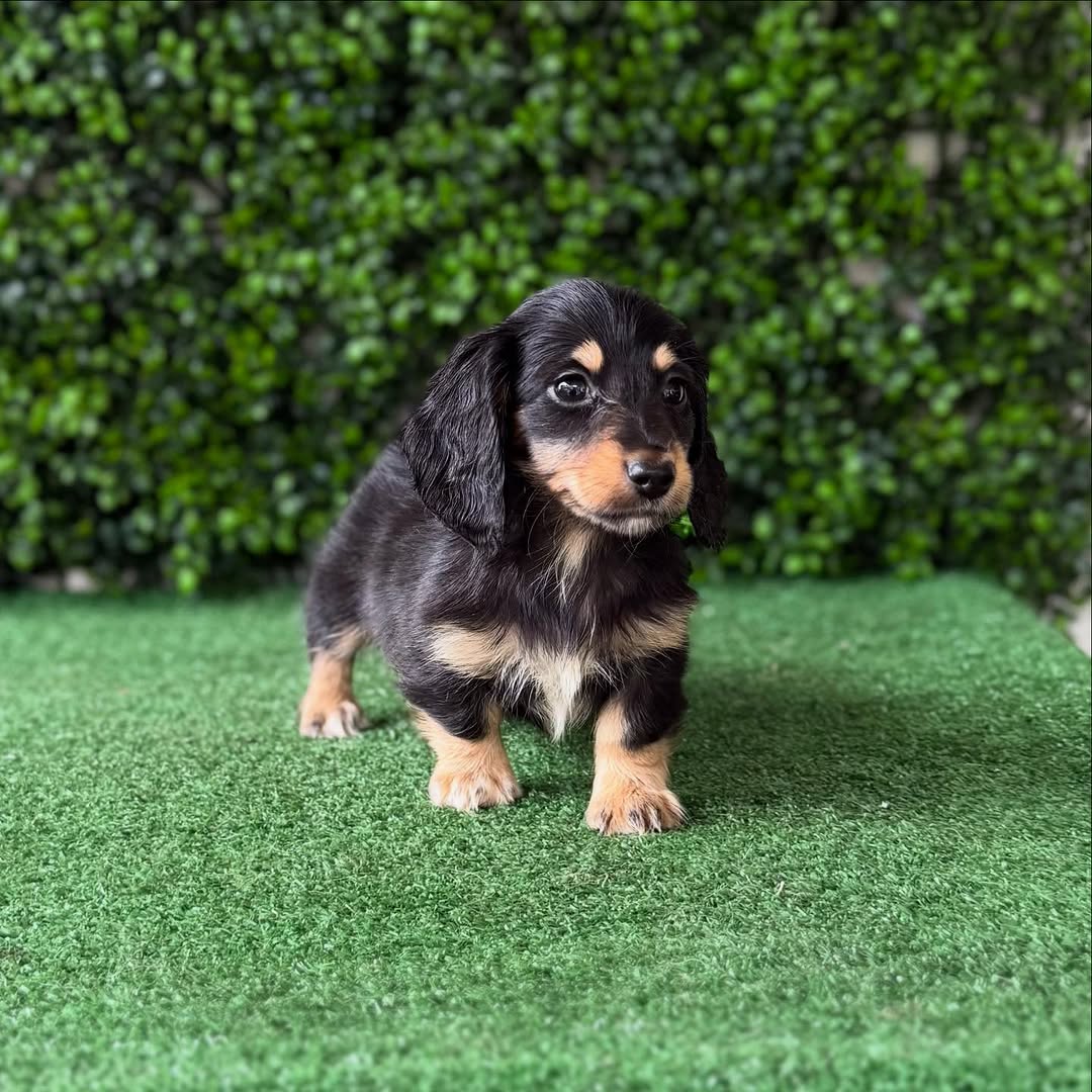 Frankie Dachshund puppy photo 2