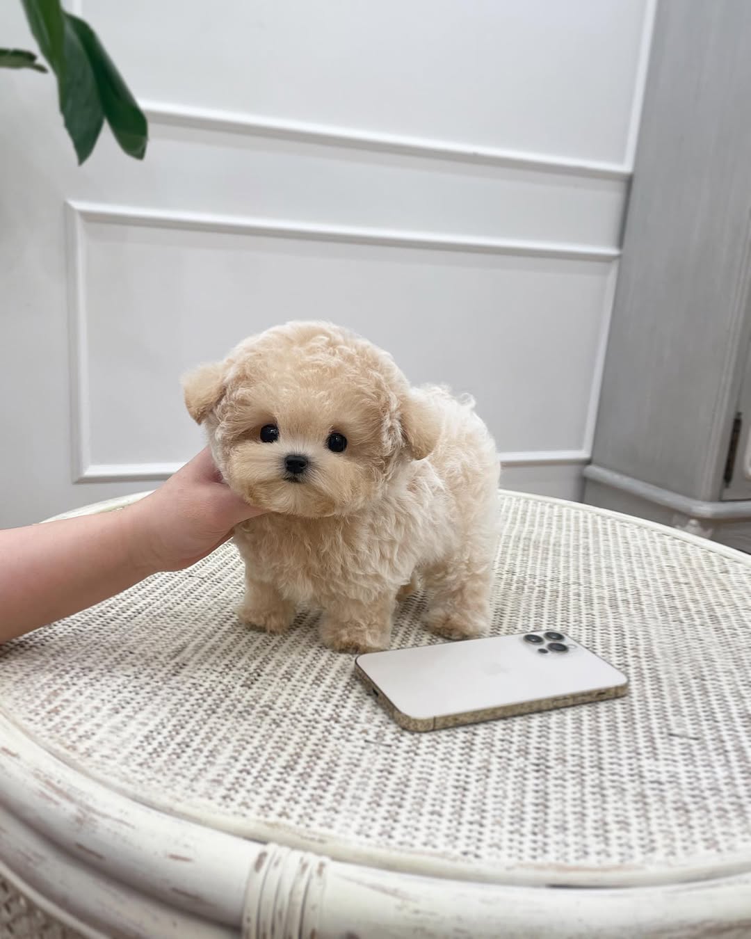 Gigi - Female Teacup Poodle Puppy for Sale