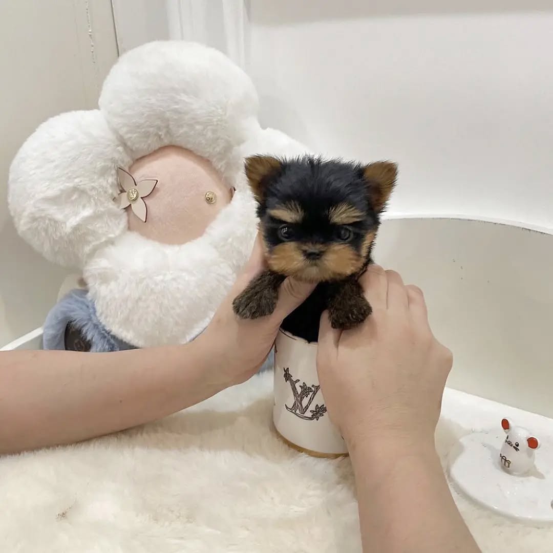 Gizmo Yorkie puppy photo 2