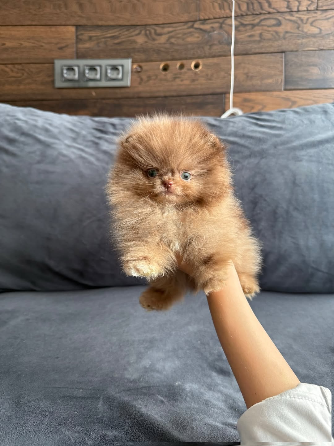 Honey - Female Teacup Pomeranian Puppy for Sale