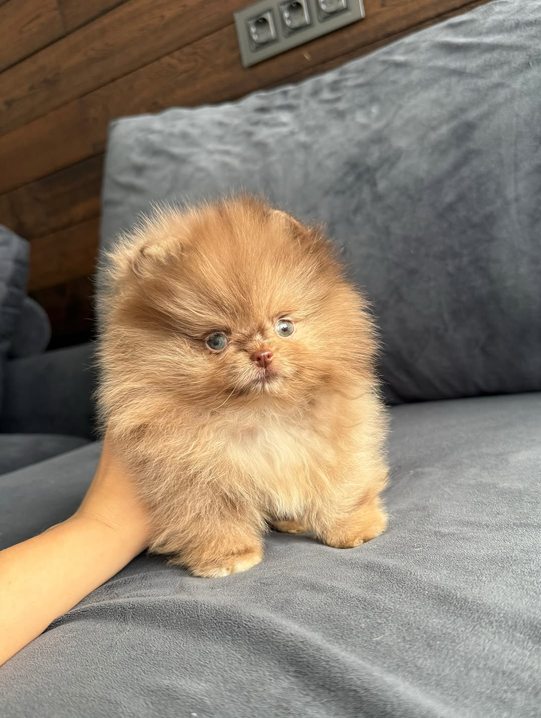 Honey Pomeranian puppy photo 2