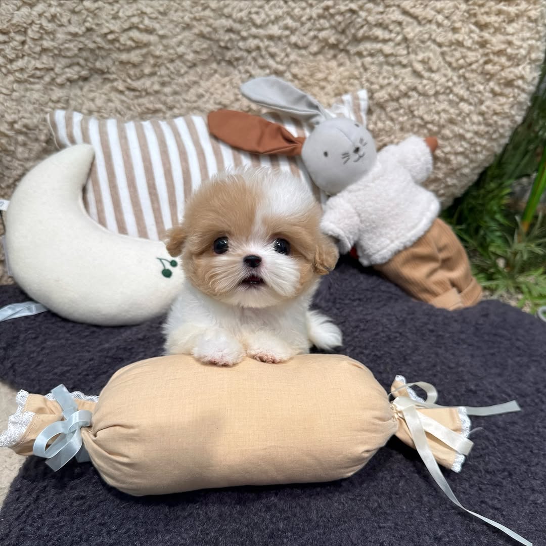Leo - Male Teacup Maltipoo Puppy for Sale