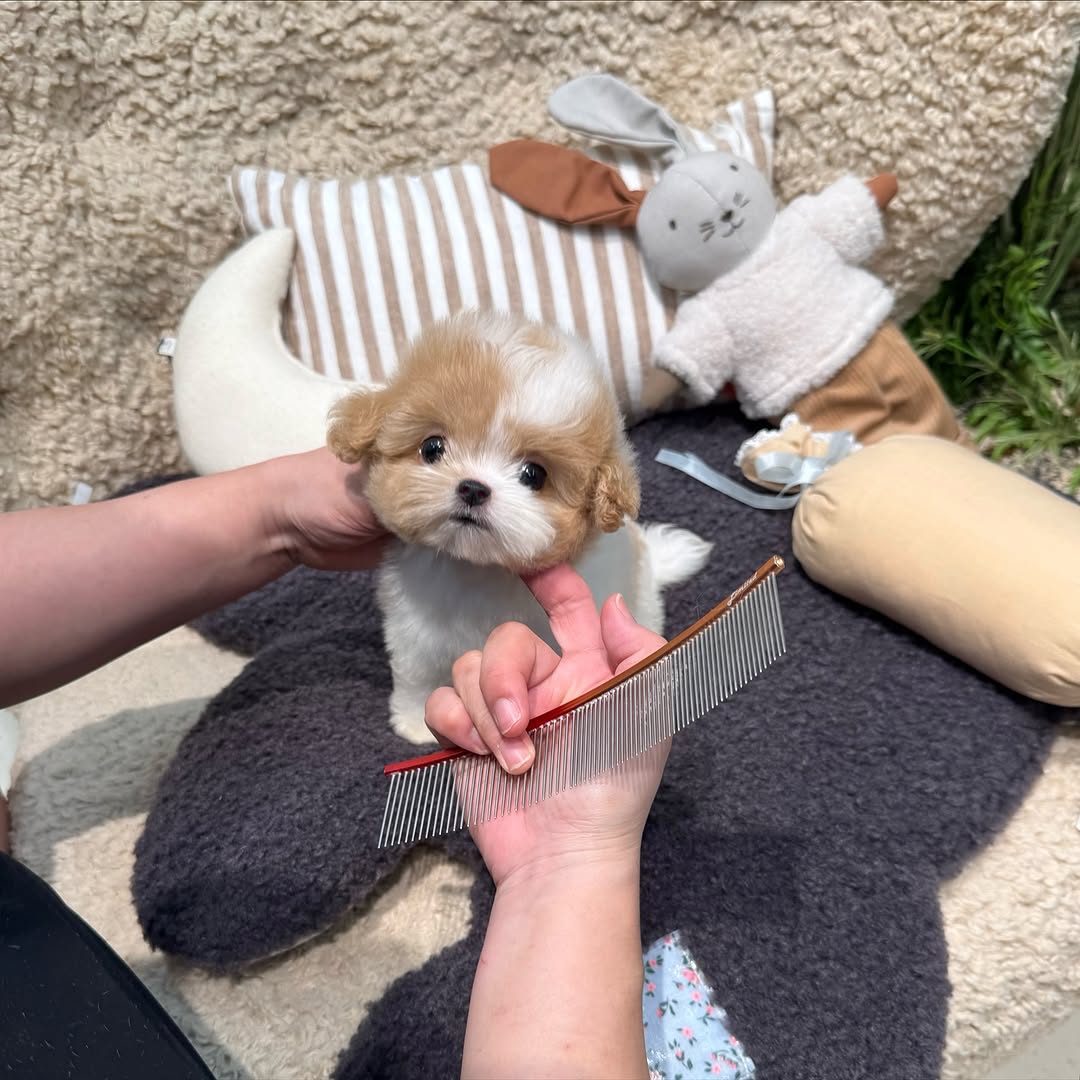 Leo Maltipoo puppy photo 2