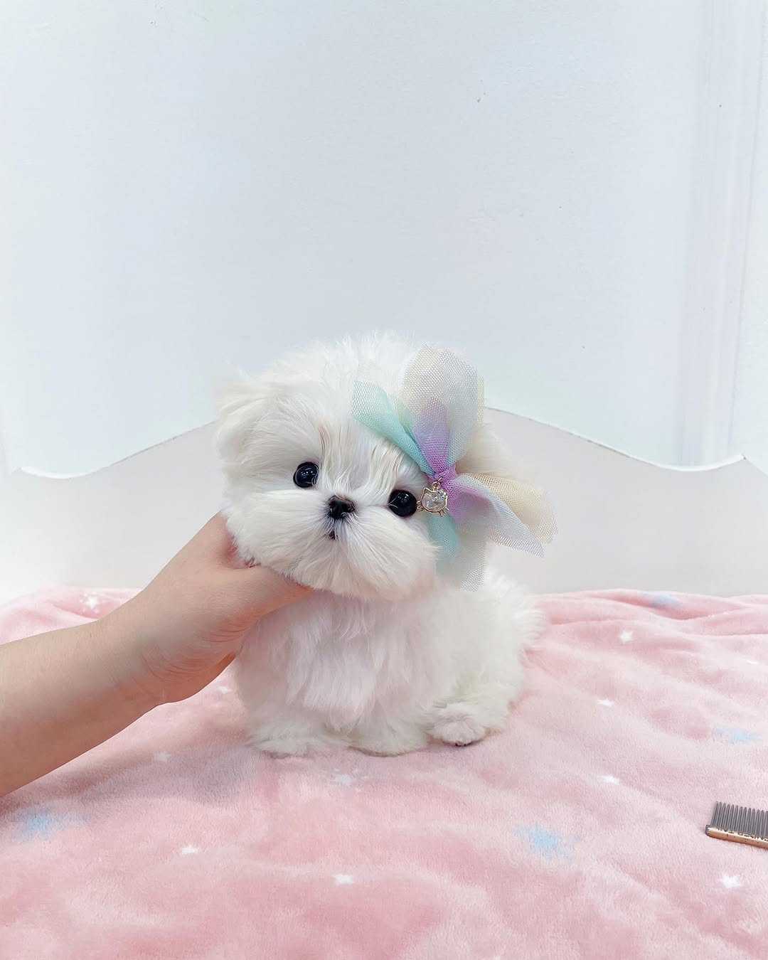 Lily - Female Teacup Maltese Puppy for Sale