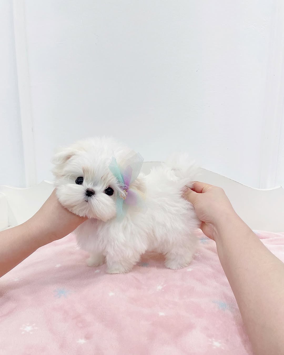 Lily Maltese puppy photo 2
