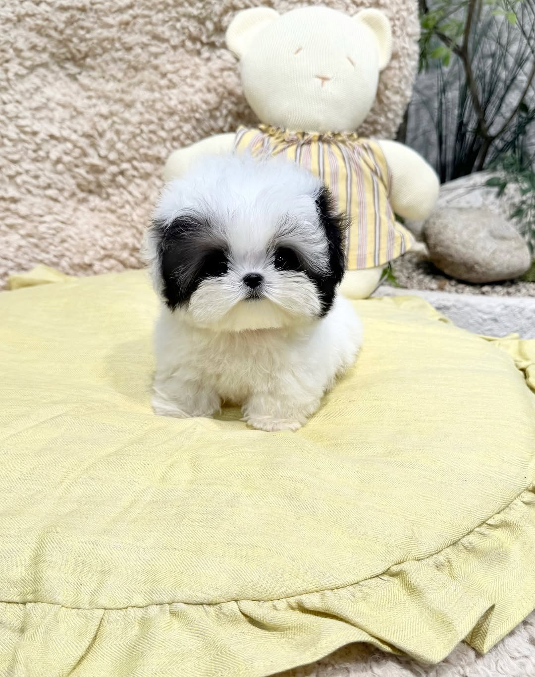 Lola - Female Teacup Maltipoo Puppy for Sale