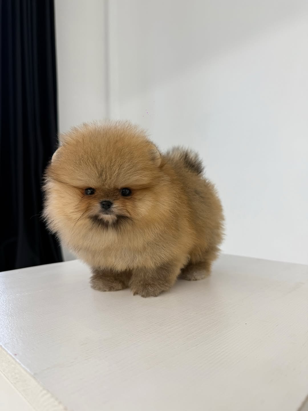 Lucy - Female Teacup Pomeranian Puppy for Sale