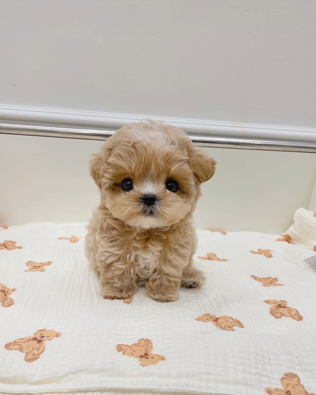 Milo - Male Teacup Maltipoo Puppy for Sale
