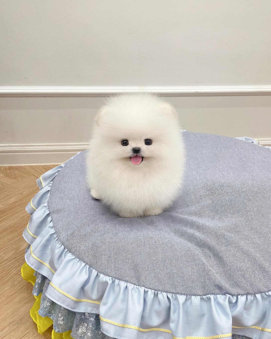 Mochi - Male Teacup Pomeranian Puppy for Sale