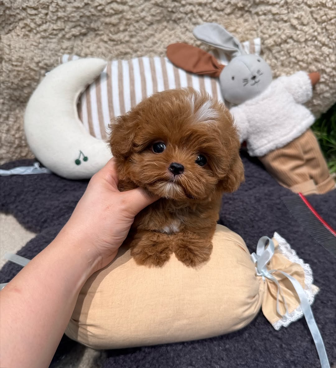 Oliver - Male Teacup Maltipoo Puppy for Sale