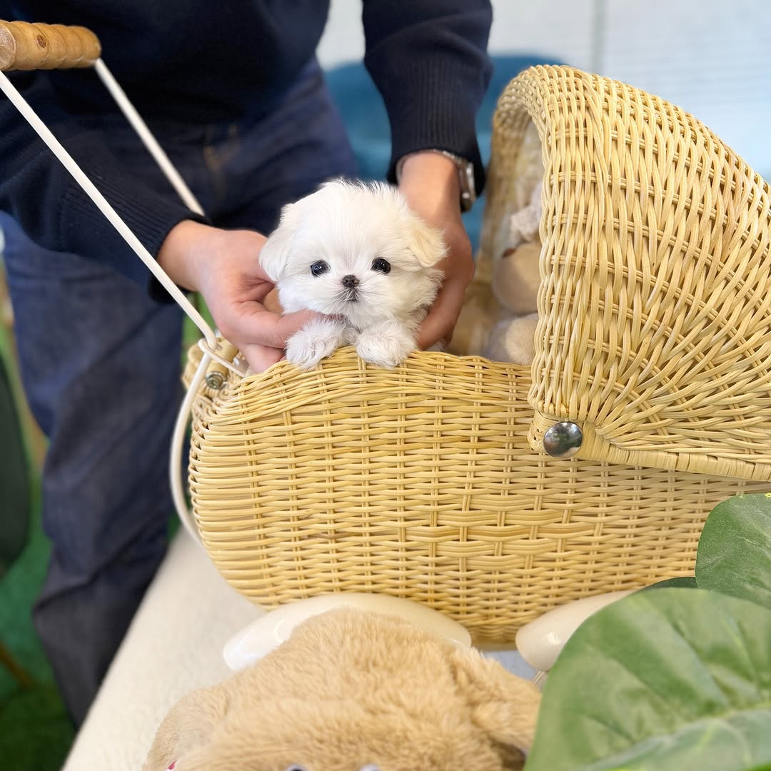 Pearl Maltese puppy photo 2