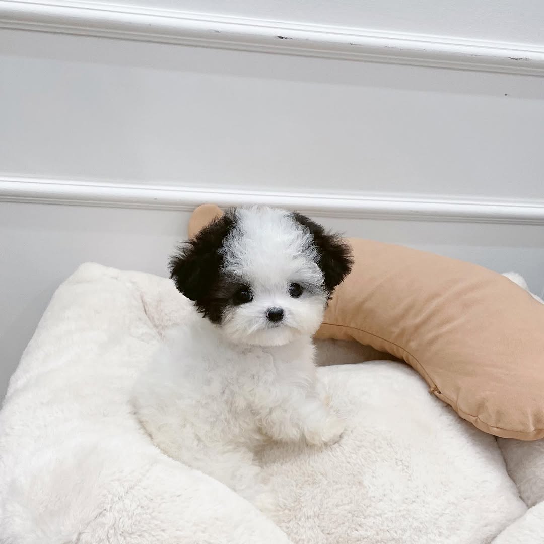 Pierre - Male Teacup Poodle Puppy for Sale