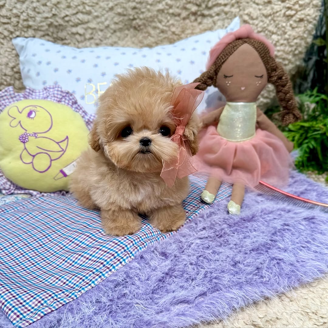 Rosie - Female Teacup Maltipoo Puppy for Sale