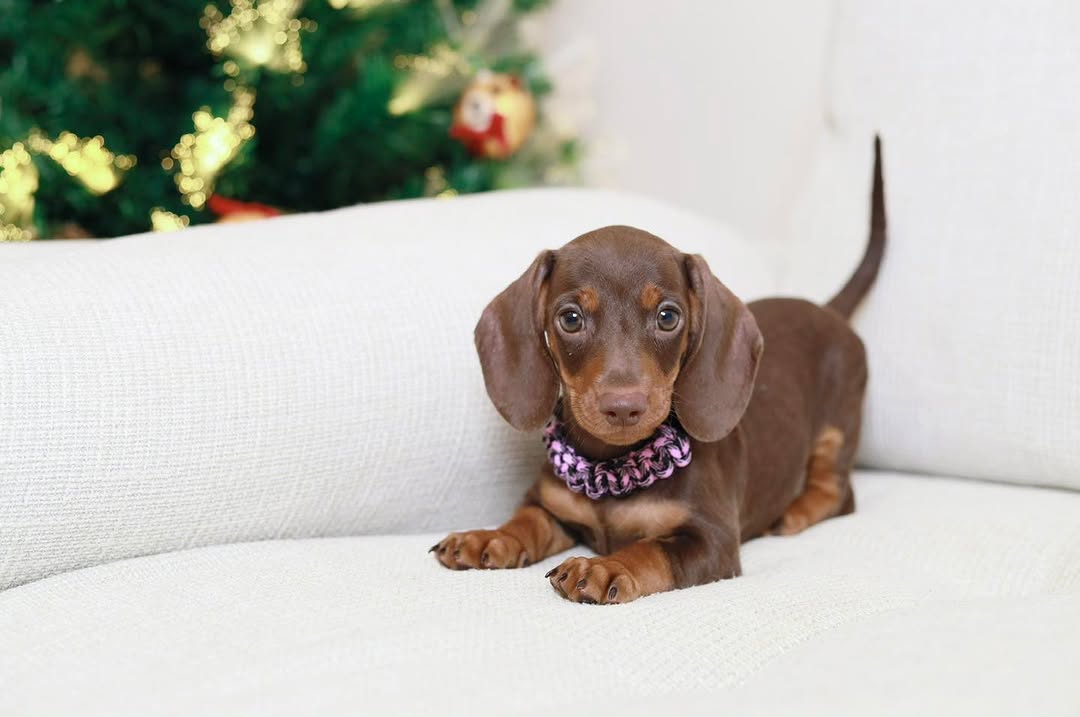 Rusty - Male Teacup Dachshund Puppy for Sale