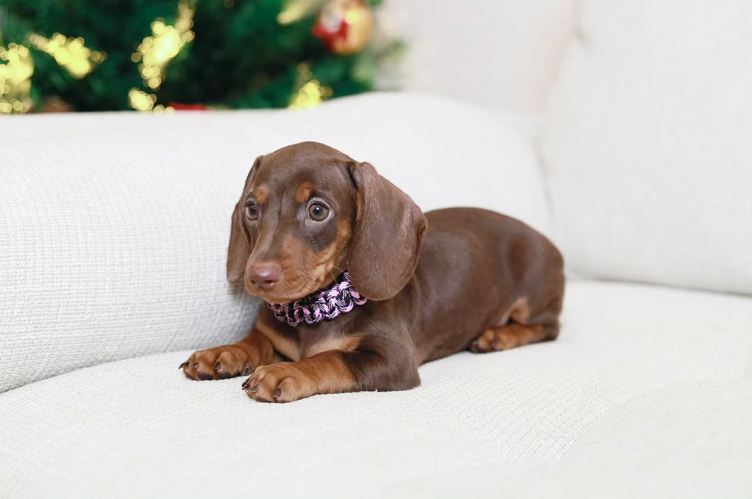 Rusty Dachshund puppy photo 2