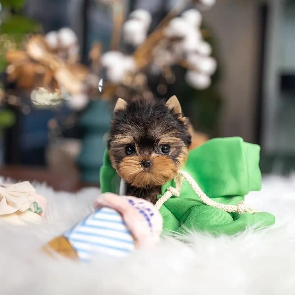 Sadie - Female Teacup Yorkie Puppy for Sale