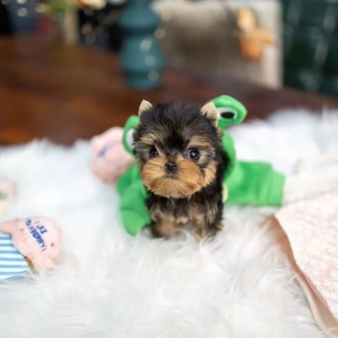 Sadie Yorkie puppy photo 2