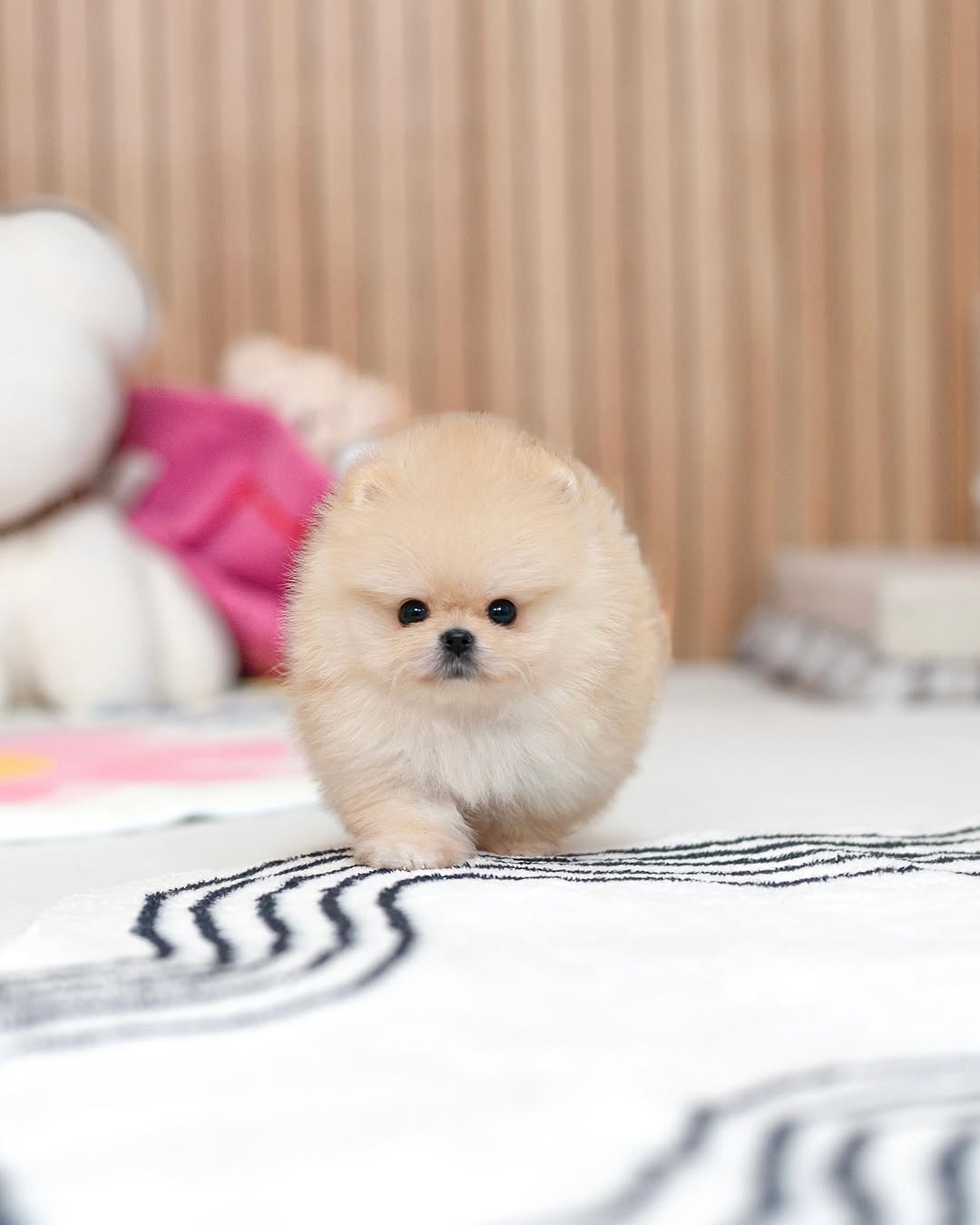 Simba - Male Teacup Pomeranian Puppy for Sale
