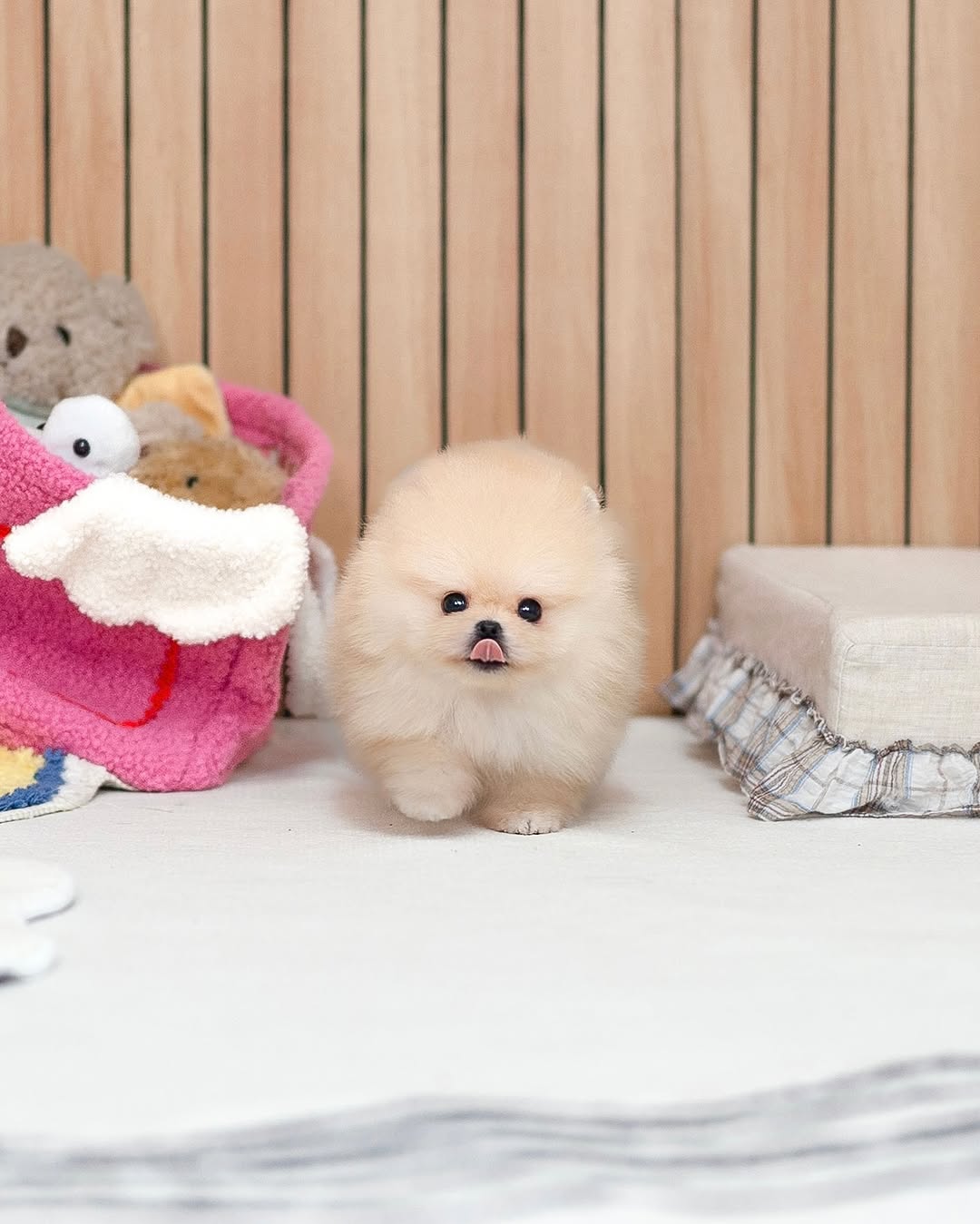 Simba Pomeranian puppy photo 2