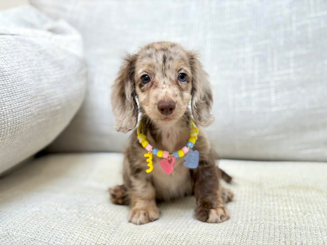 Winnie - Female Teacup Dachshund Puppy for Sale