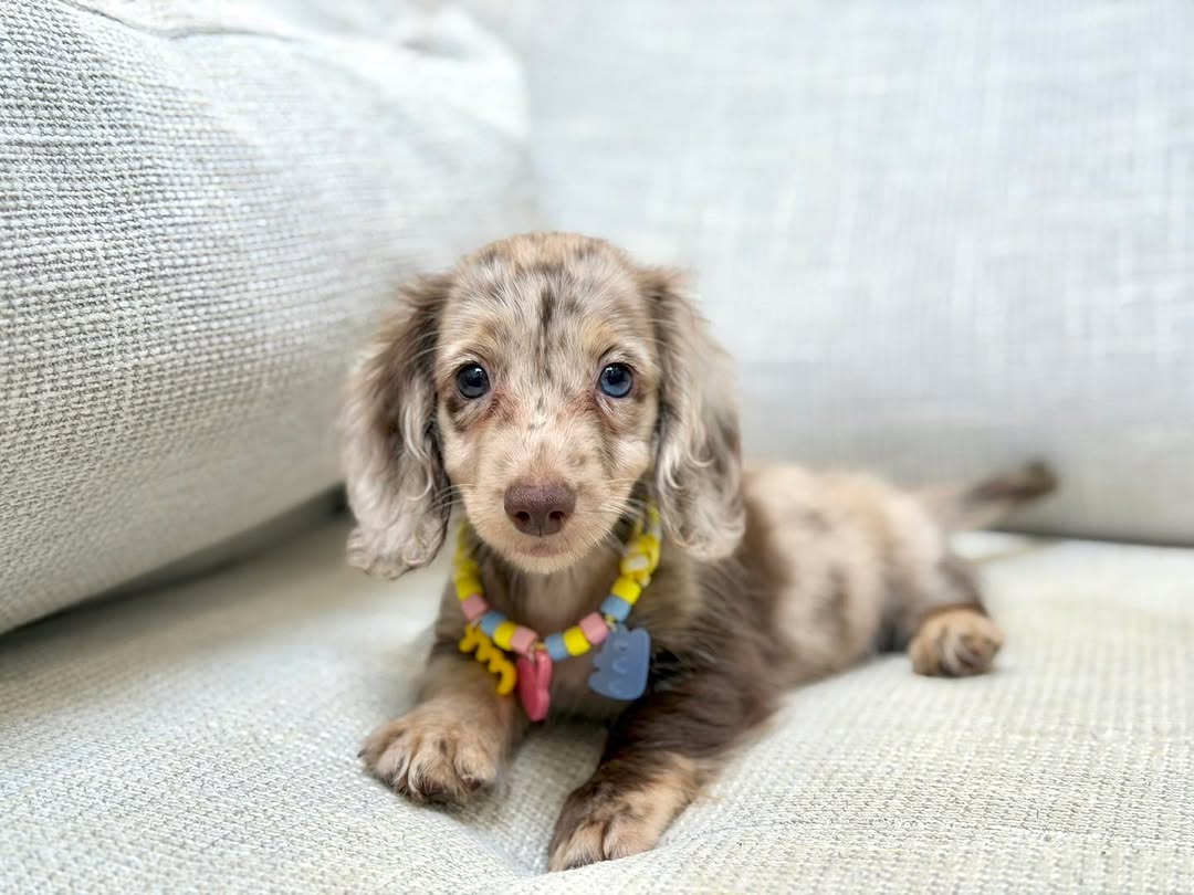 Winnie Dachshund puppy photo 2