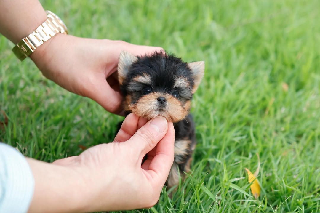 Zoe - Female Teacup Yorkie Puppy for Sale