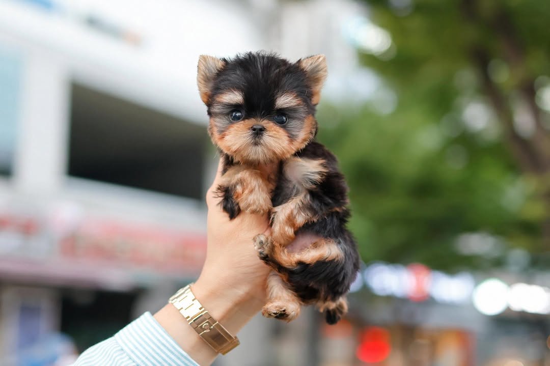 Zoe Yorkie puppy photo 2